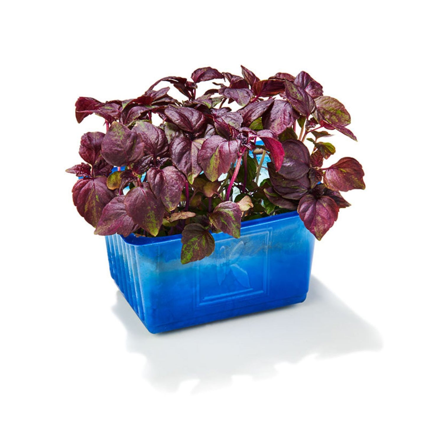 Lila shiso cress saláta